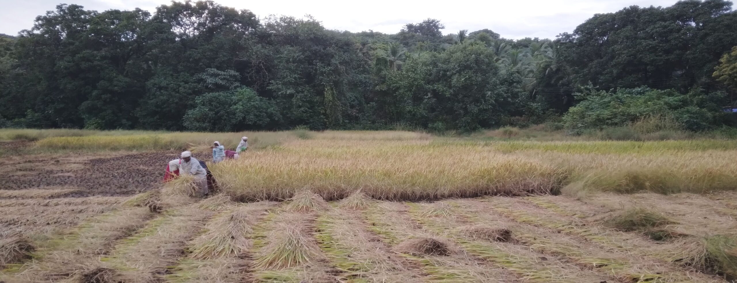 12 - Landscape pic edited